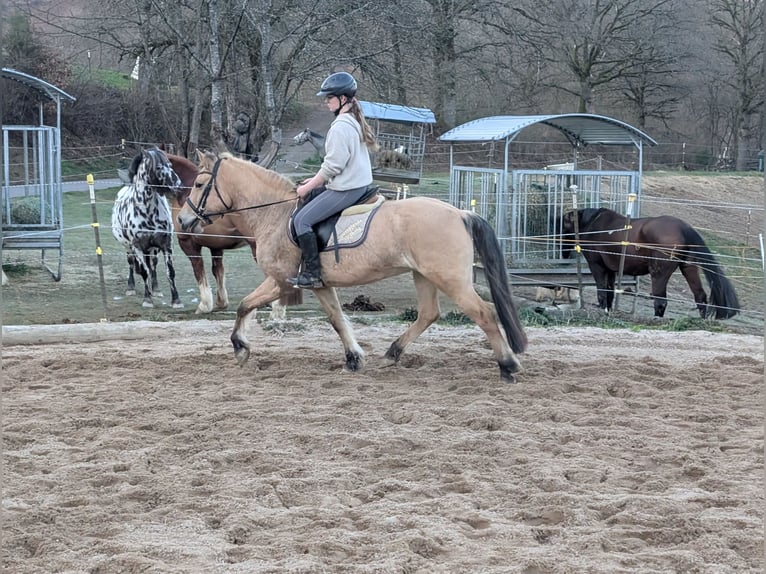Caballo del fiordo noruego (Fjord) Yegua 16 años 146 cm Bayo in Morsbach