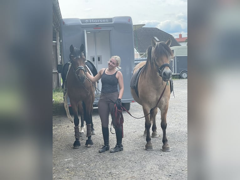 Caballo del fiordo noruego (Fjord) Mestizo Yegua 16 años 155 cm Bayo in Neustadt bei Coburg