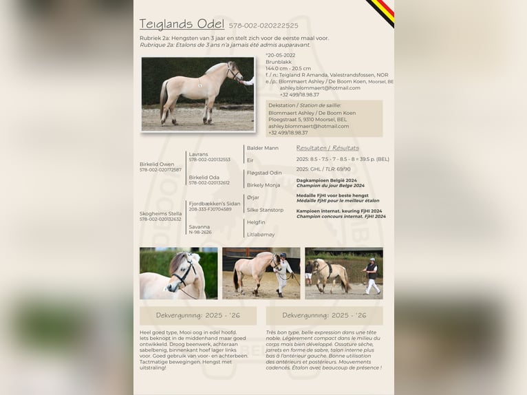 Caballo del fiordo noruego (Fjord) Yegua 18 años 142 cm White/Blanco in Tessenderlo