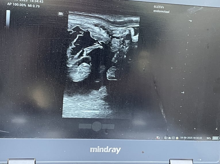 Caballo del fiordo noruego (Fjord) Yegua 18 años 142 cm White/Blanco in Tessenderlo