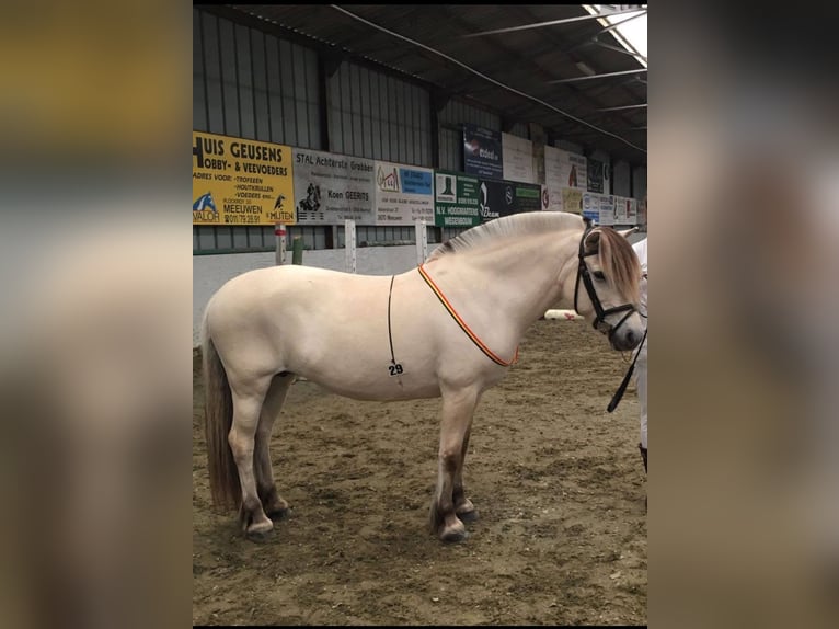 Caballo del fiordo noruego (Fjord) Yegua 18 años 142 cm White/Blanco in Tessenderlo