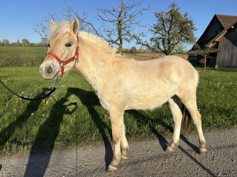 Caballo del fiordo noruego (Fjord) Yegua 1 año 125 cm Bayo in Beinwil (Freiamt)