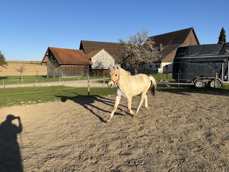 Caballo del fiordo noruego (Fjord) Yegua 1 año 125 cm Bayo in Beinwil (Freiamt)