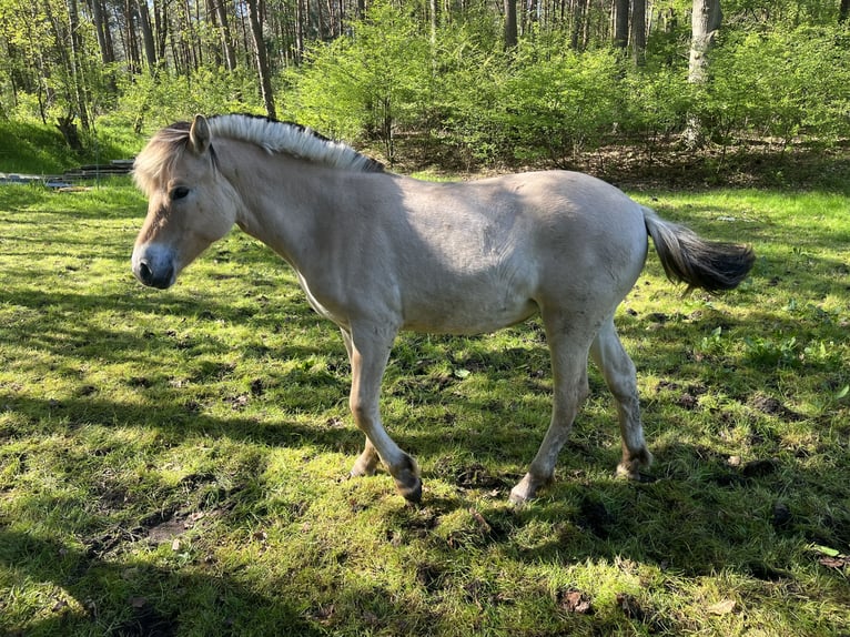 Caballo del fiordo noruego (Fjord) Yegua 1 año 130 cm Bayo in Emsbüren