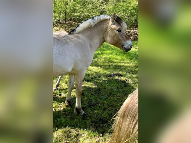 Caballo del fiordo noruego (Fjord) Yegua 1 año 130 cm Bayo in Emsbüren