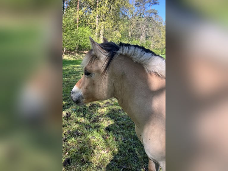 Caballo del fiordo noruego (Fjord) Yegua 1 año 130 cm Bayo in Emsbüren