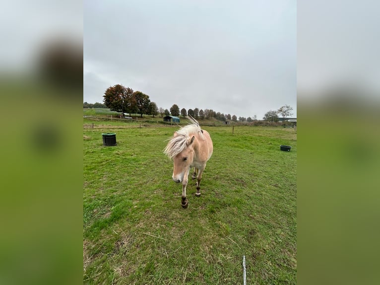 Caballo del fiordo noruego (Fjord) Yegua 2 años 135 cm Bayo in Steinefrenz