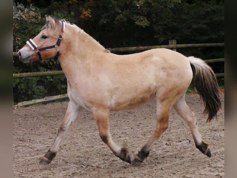 Caballo del fiordo noruego (Fjord) Yegua 2 años 138 cm in Dorsten