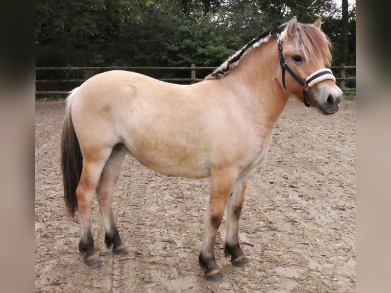 Caballo del fiordo noruego (Fjord) Yegua 2 años 138 cm in Dorsten