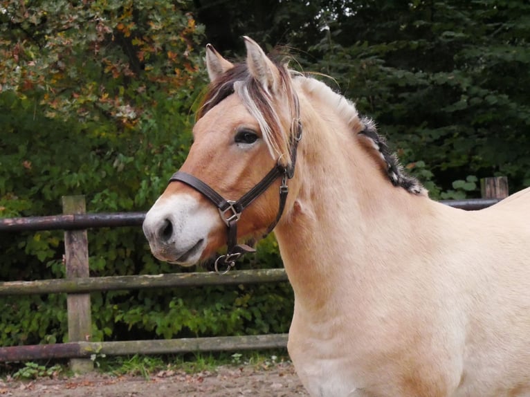 Caballo del fiordo noruego (Fjord) Yegua 2 años 139 cm in Dorsten