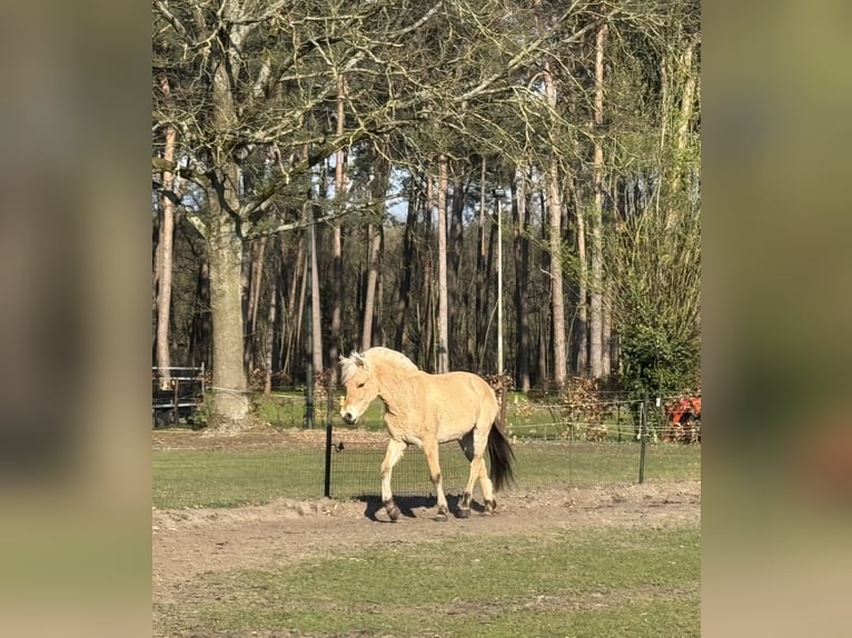 Caballo del fiordo noruego (Fjord) Yegua 2 años 143 cm  in Zandhoven