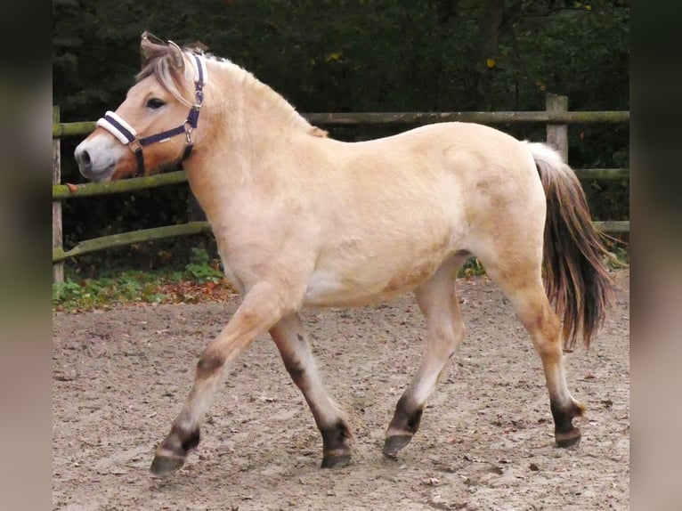 Caballo del fiordo noruego (Fjord) Yegua 2 años 145 cm  in Dorsten