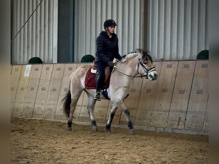 Caballo del fiordo noruego (Fjord) Yegua 3 años 135 cm Bayo in Neustadt (Wied)