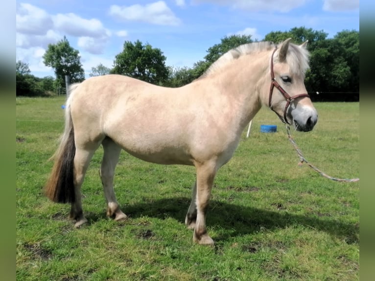 Caballo del fiordo noruego (Fjord) Yegua 3 años 138 cm Bayo in Vi&#xF6;l
