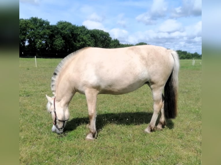 Caballo del fiordo noruego (Fjord) Yegua 3 años 138 cm Bayo in Vi&#xF6;l