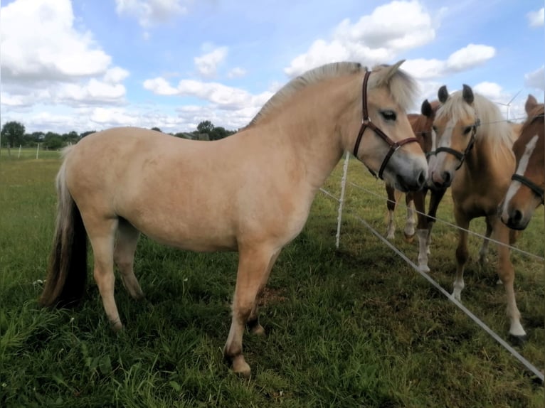 Caballo del fiordo noruego (Fjord) Yegua 3 años 138 cm Bayo in Vi&#xF6;l