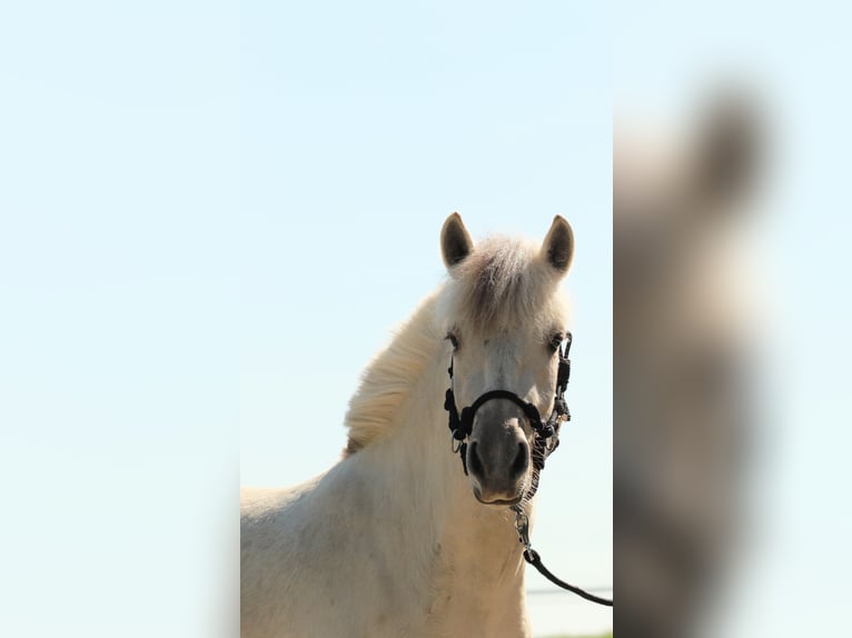 Caballo del fiordo noruego (Fjord) Yegua 3 años 142 cm Bayo in Buxtehude