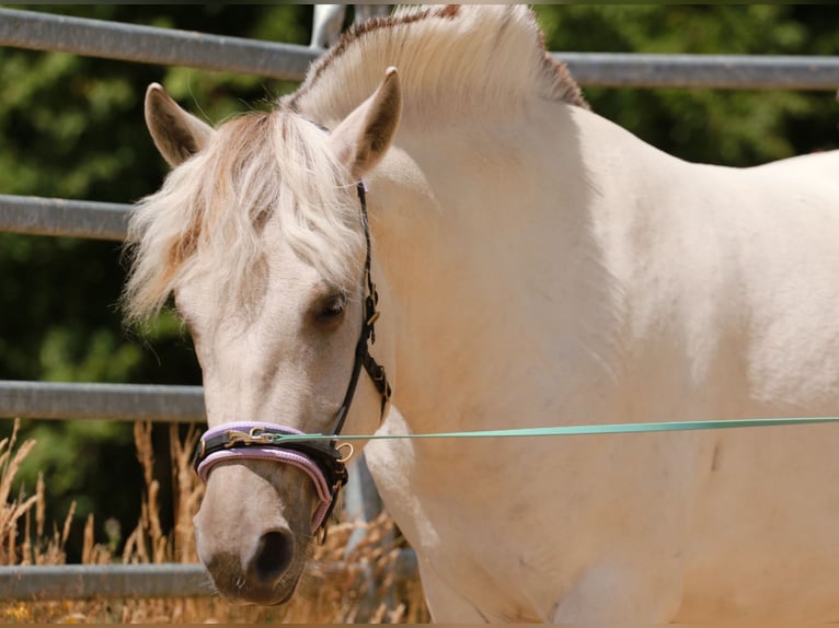 Caballo del fiordo noruego (Fjord) Yegua 3 años 142 cm Bayo in Buxtehude
