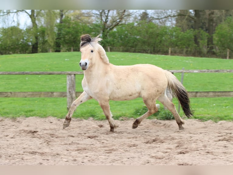 Caballo del fiordo noruego (Fjord) Yegua 3 años 142 cm Bayo in Alt Duvenstedt