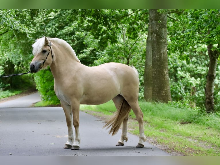 Caballo del fiordo noruego (Fjord) Yegua 3 años 142 cm Red Dun/Cervuno in Alt Duvenstedt
