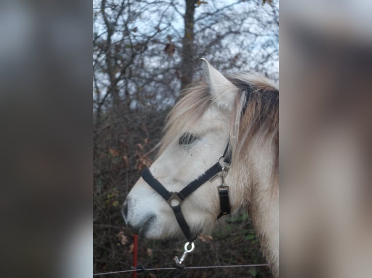 Caballo del fiordo noruego (Fjord) Yegua 3 años 143 cm Bayo in Hitzacker