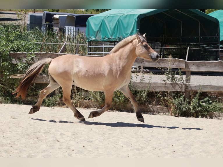 Caballo del fiordo noruego (Fjord) Yegua 3 años 143 cm Bayo in Lautertal