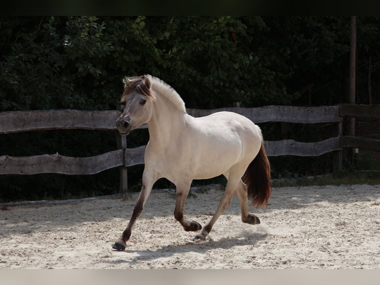 Caballo del fiordo noruego (Fjord) Yegua 3 años 144 cm Bayo in Lautertalautertal