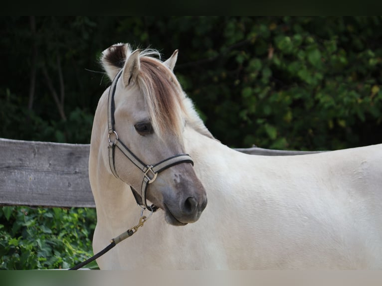 Caballo del fiordo noruego (Fjord) Yegua 3 años 144 cm Bayo in Lautertalautertal