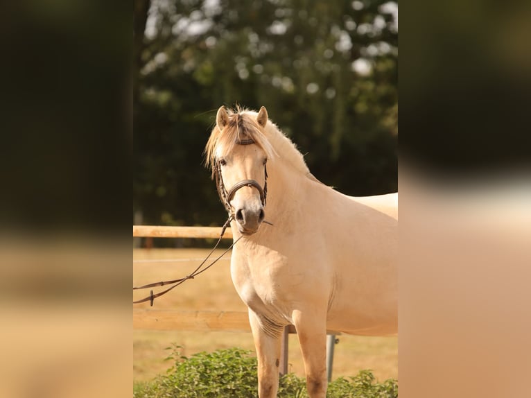 Caballo del fiordo noruego (Fjord) Yegua 3 años 145 cm Bayo in Klein Wittensee