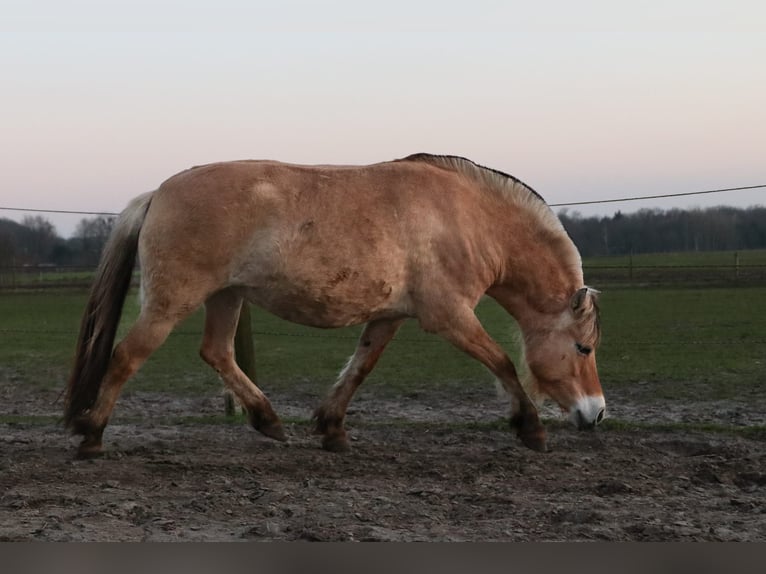 Caballo del fiordo noruego (Fjord) Yegua 4 años 140 cm  in Roosendaal