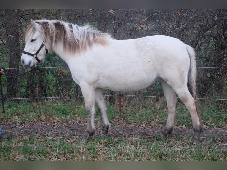 Caballo del fiordo noruego (Fjord) Yegua 4 años 143 cm Bayo in Hitzacker