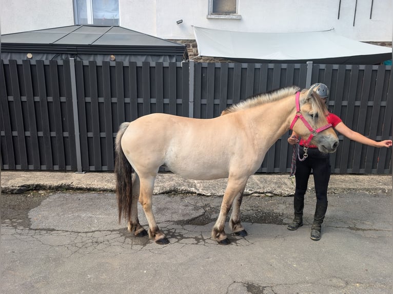 Caballo del fiordo noruego (Fjord) Yegua 4 años 144 cm Bayo in Morsbach