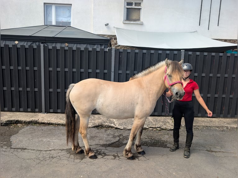 Caballo del fiordo noruego (Fjord) Yegua 4 años 144 cm Bayo in Morsbach