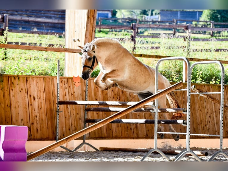 Caballo del fiordo noruego (Fjord) Yegua 4 años 145 cm Bayo in Puy de Dôme