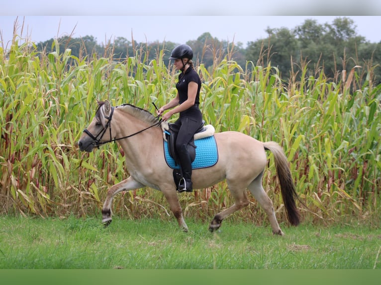 Caballo del fiordo noruego (Fjord) Yegua 4 años 145 cm Bayo in Paderborn