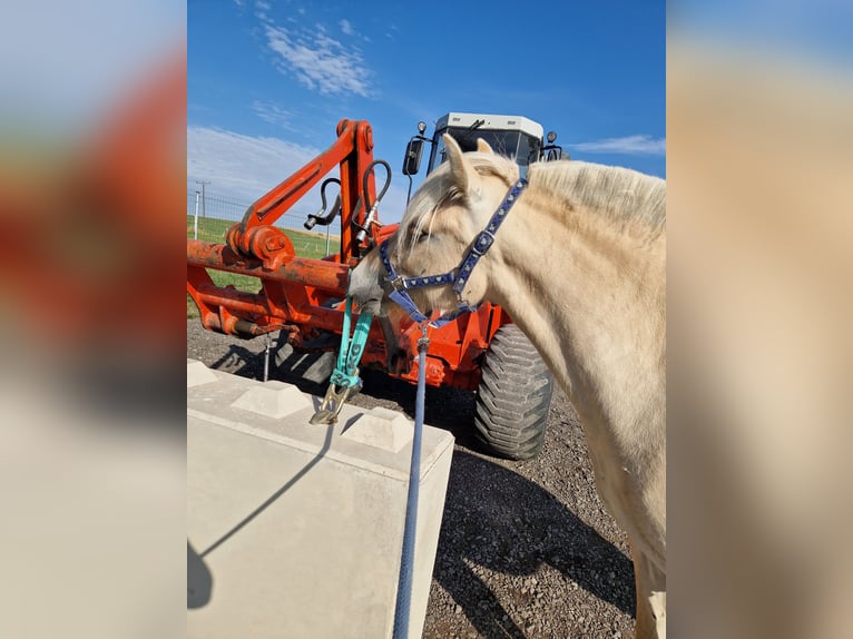 Caballo del fiordo noruego (Fjord) Yegua 4 años 146 cm Red Dun/Cervuno in Stipshausen