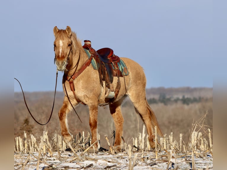 Caballo del fiordo noruego (Fjord) Mestizo Yegua 4 años 155 cm Red Dun/Cervuno in Hesperia