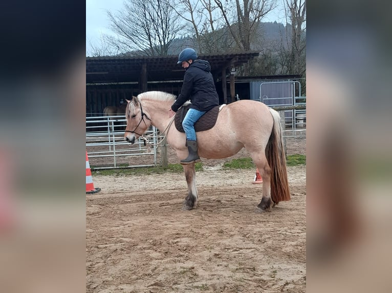 Caballo del fiordo noruego (Fjord) Yegua 5 años 145 cm Bayo in Lahntal