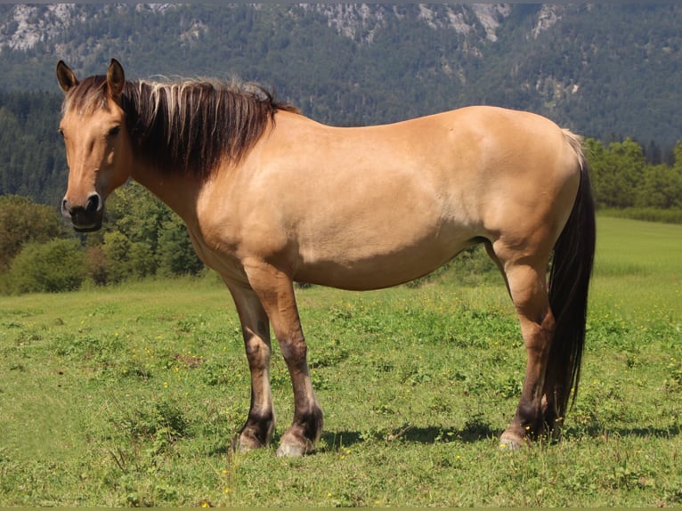 Caballo del fiordo noruego (Fjord) Yegua 5 años 145 cm Bayo in Kirchbichl