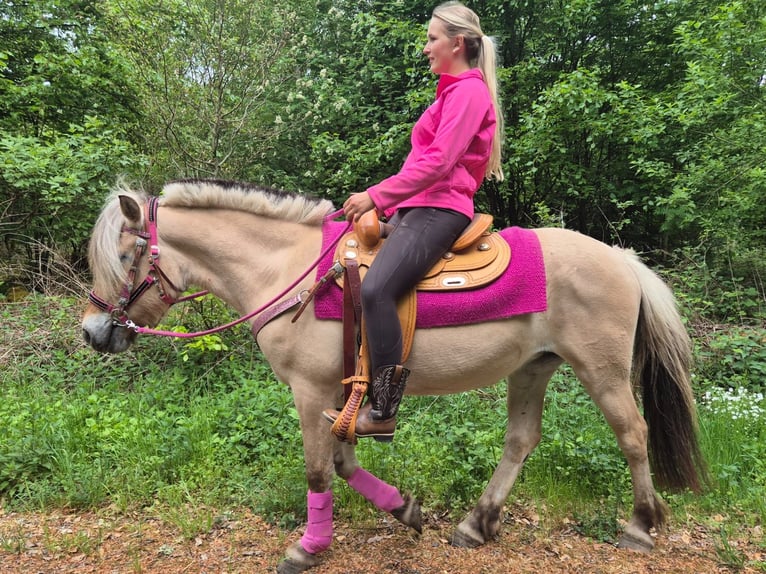 Caballo del fiordo noruego (Fjord) Yegua 5 años 146 cm Bayo in Linkenbach