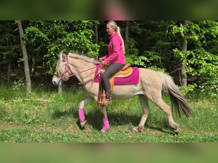 Caballo del fiordo noruego (Fjord) Yegua 5 años 146 cm Bayo in Linkenbach