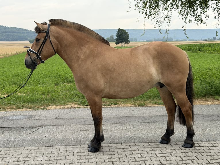 Caballo del fiordo noruego (Fjord) Yegua 5 años 152 cm Bayo in Riedlingen