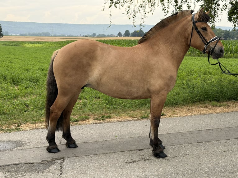 Caballo del fiordo noruego (Fjord) Yegua 5 años 152 cm Bayo in Riedlingen