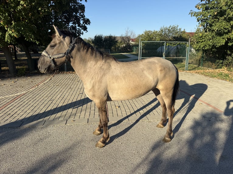 Caballo del fiordo noruego (Fjord) Mestizo Yegua 6 años 140 cm Bayo in Kóny