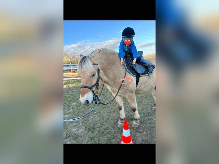 Caballo del fiordo noruego (Fjord) Yegua 6 años 146 cm Alazán-tostado in Iszkaszentgy&#xF6;rgy