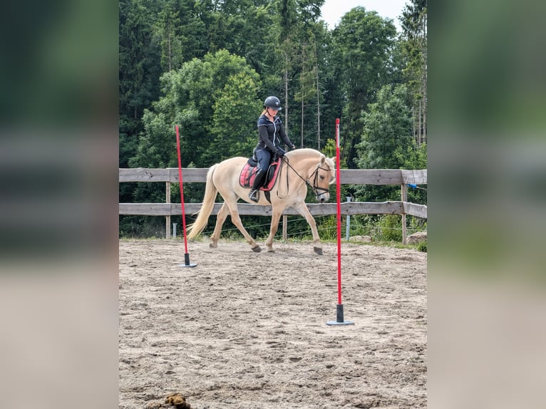 Caballo del fiordo noruego (Fjord) Yegua 6 años 146 cm Red Dun/Cervuno in Lautertal