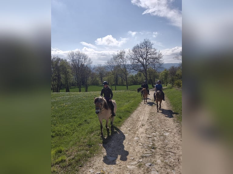 Caballo del fiordo noruego (Fjord) Yegua 7 años 146 cm Bayo in le puy en velay