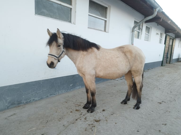 Caballo del fiordo noruego (Fjord) Mestizo Yegua 7 años 147 cm Bayo in Podersdorf am See