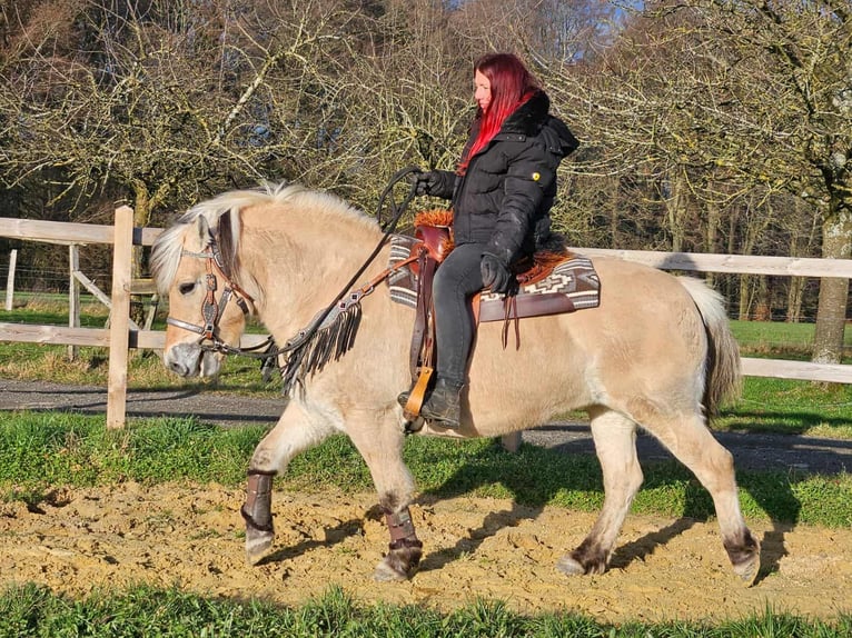 Caballo del fiordo noruego (Fjord) Yegua 8 años 149 cm Bayo in Linkenbach