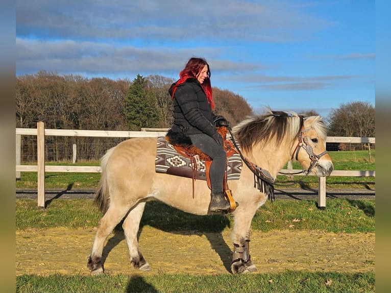 Caballo del fiordo noruego (Fjord) Yegua 8 años 149 cm Bayo in Linkenbach